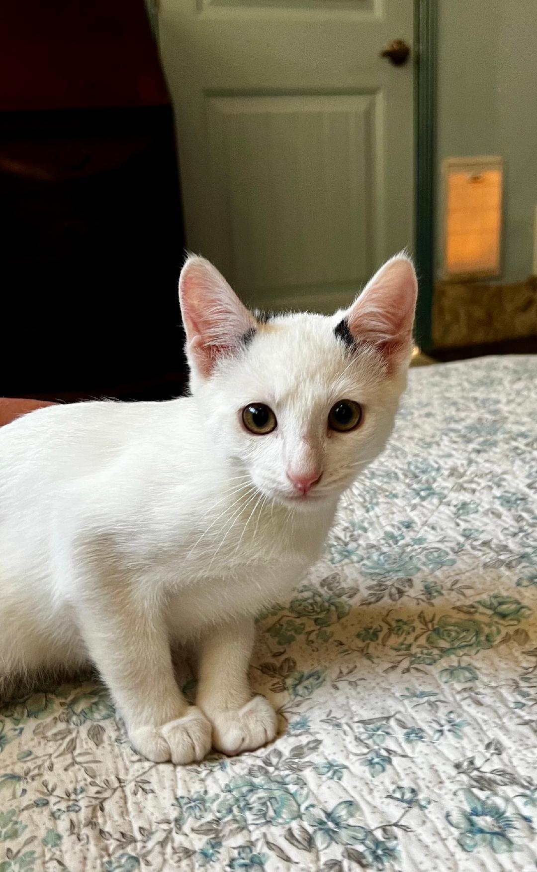 Bentley, a Adoptable Domestic Short Hair in Oceanside, CA image 2/5