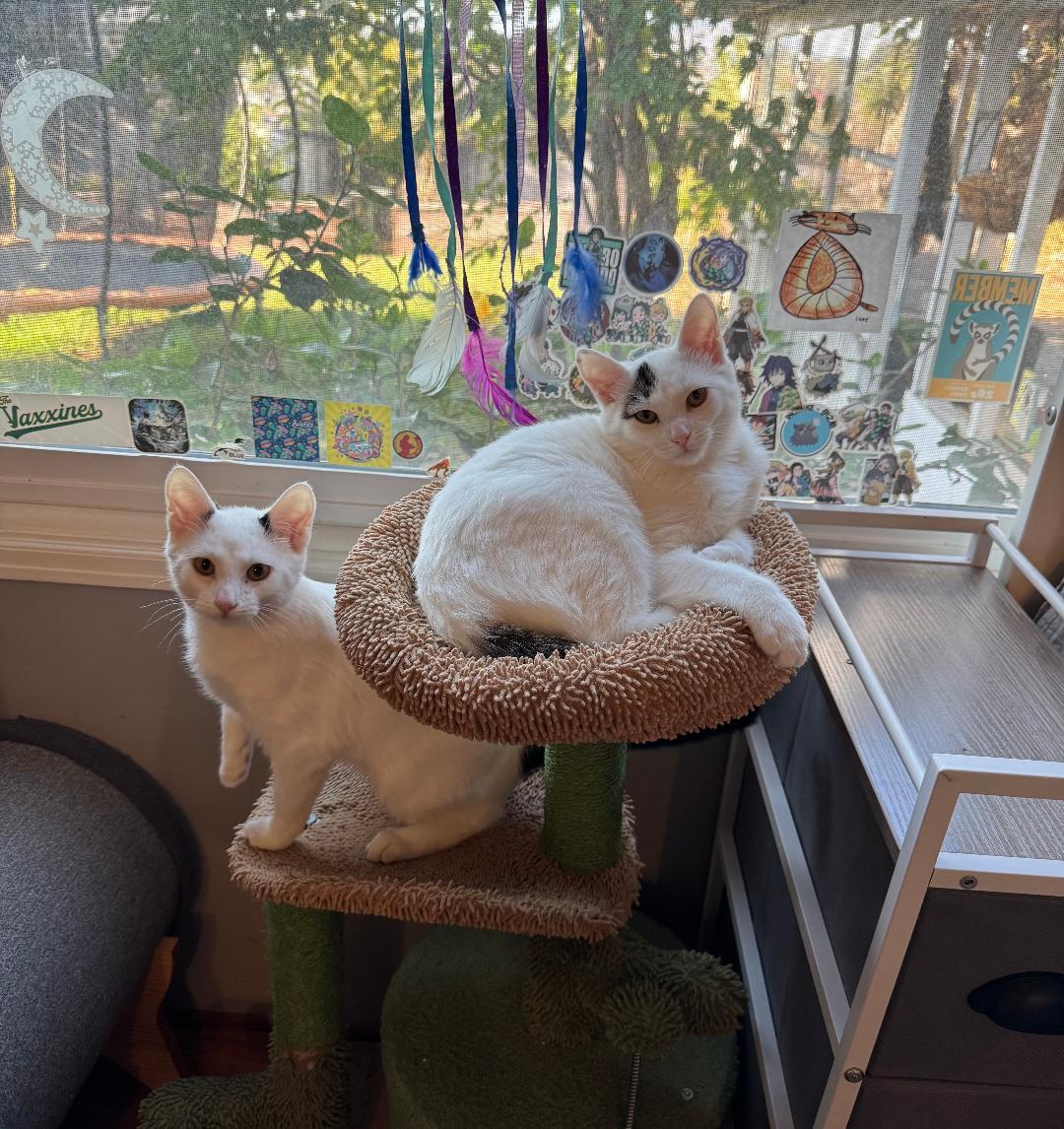 Bentley, a Adoptable Domestic Short Hair in Oceanside, CA image 3/5