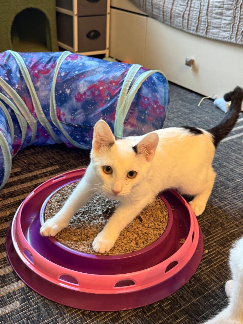 Bentley, a Adoptable Domestic Short Hair in Oceanside, CA image 4/5