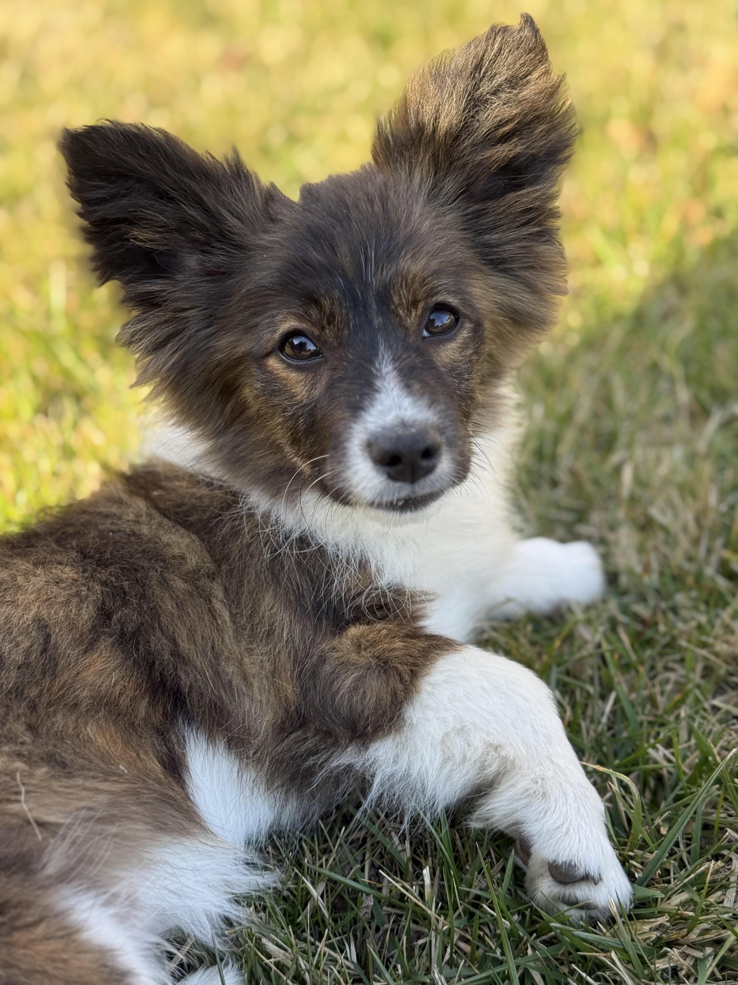 Enlarge Esme, a Adopted mixed breed in Twin Falls, ID image 1/5