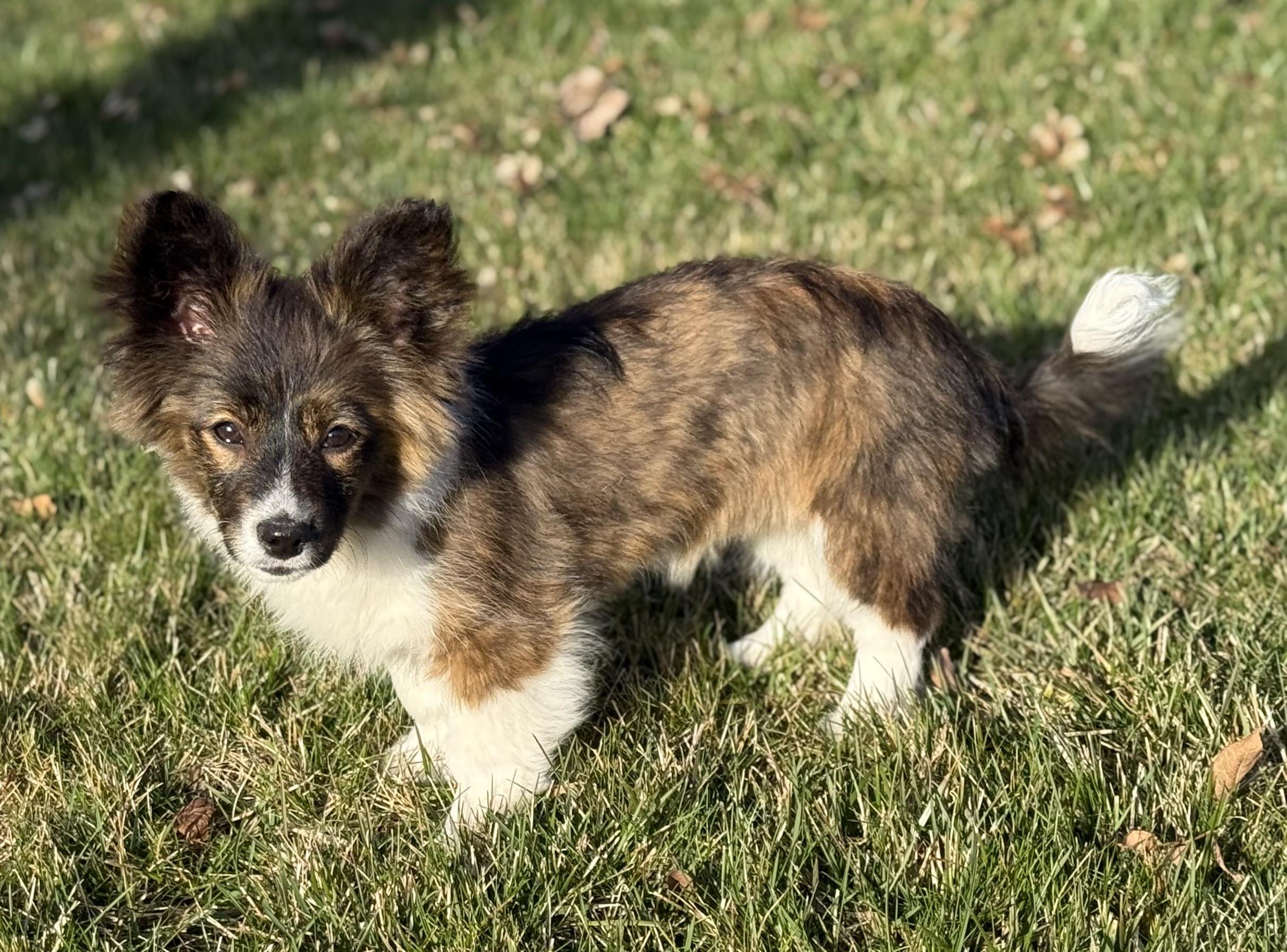 Enlarge Esme, a Adopted mixed breed in Twin Falls, ID image 2/5