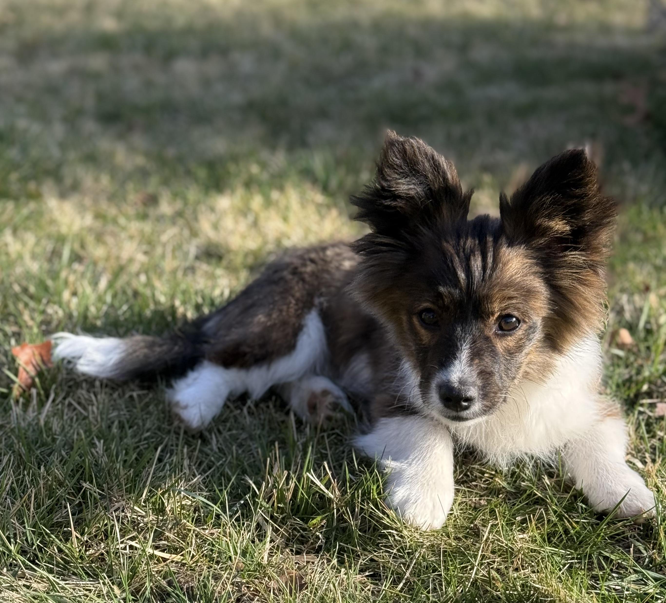 Enlarge Esme, a Adopted mixed breed in Twin Falls, ID image 3/5