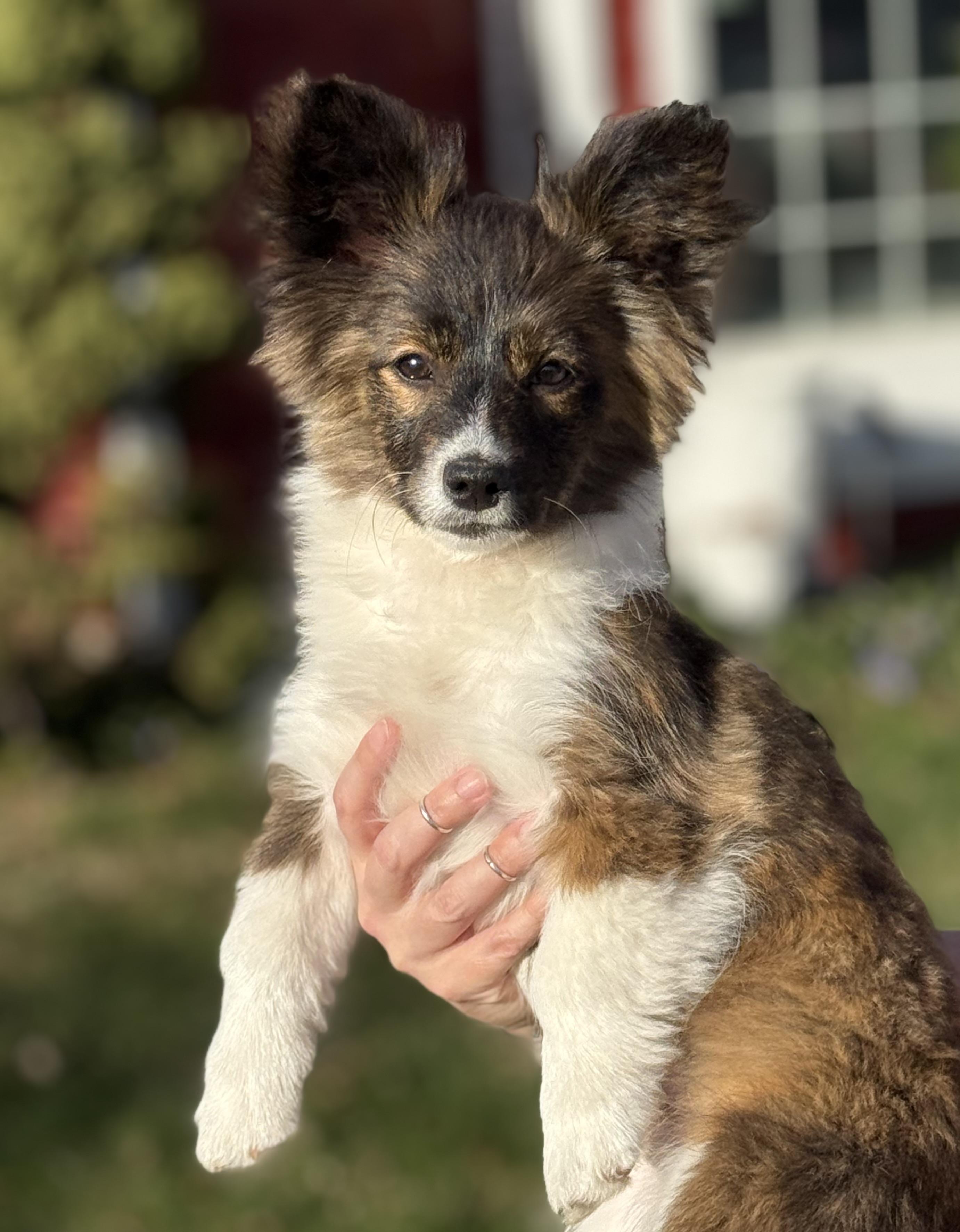 Enlarge Esme, a Adopted mixed breed in Twin Falls, ID image 4/5
