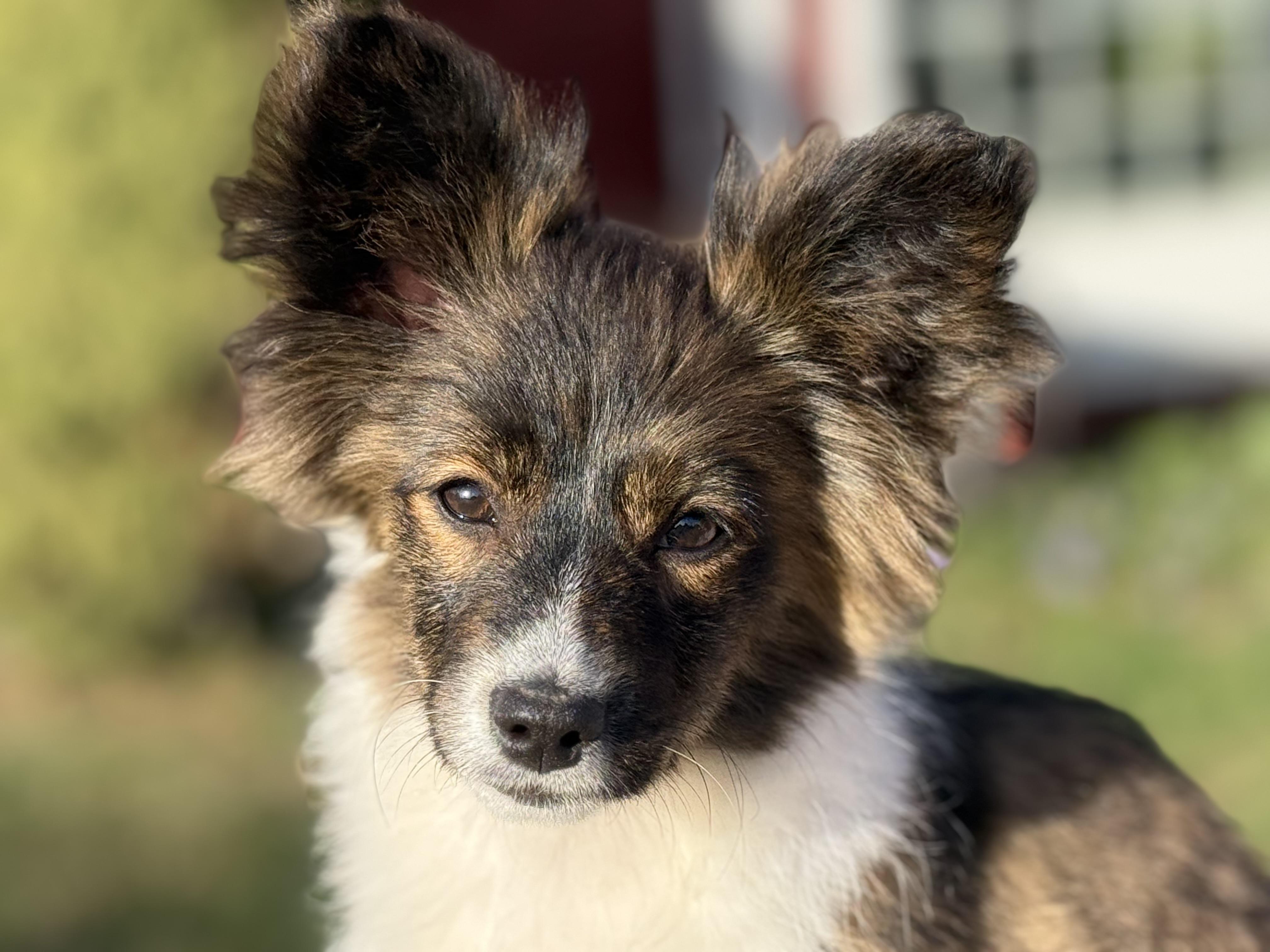 Enlarge Esme, a Adopted mixed breed in Twin Falls, ID image 5/5