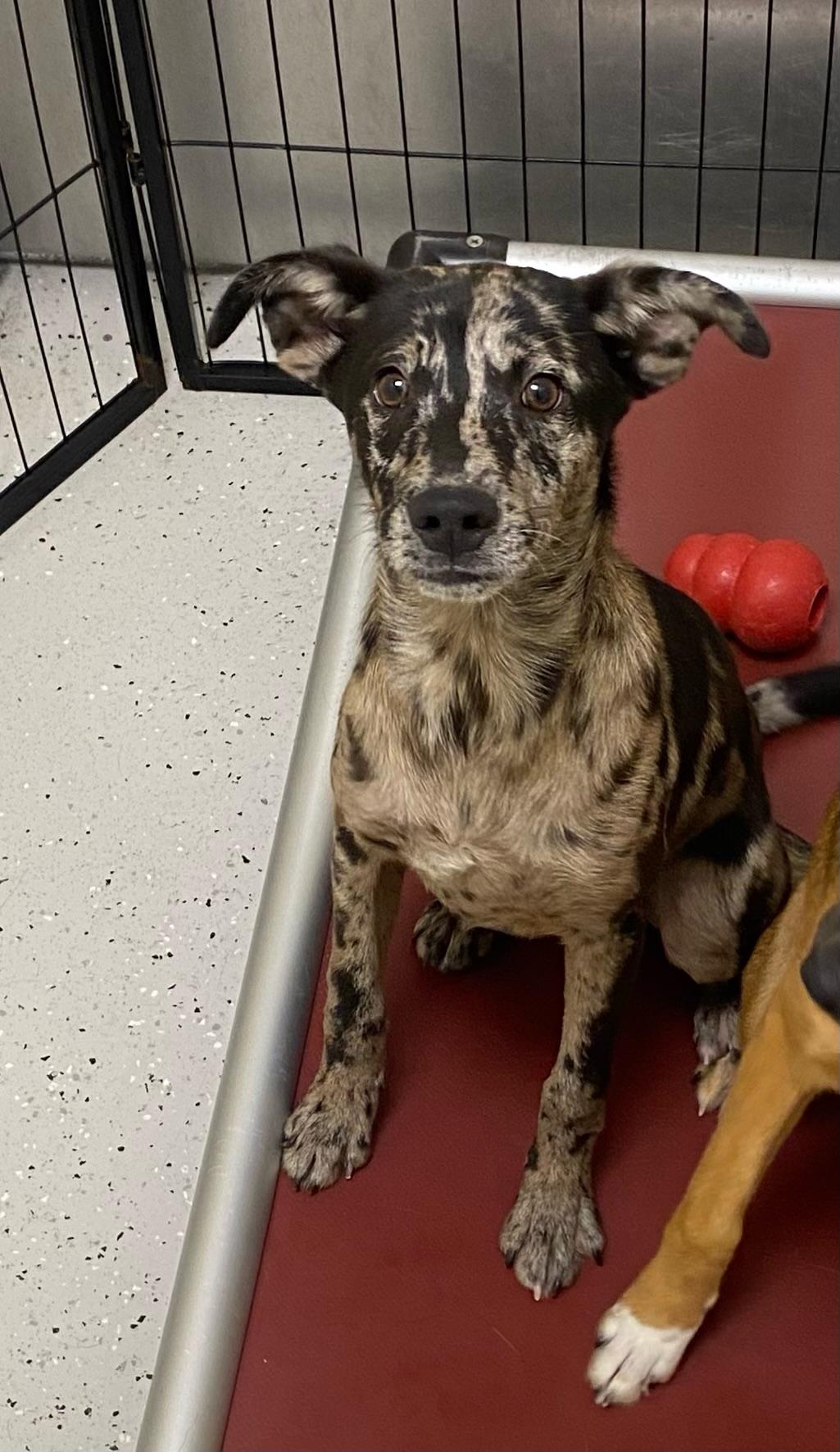 Zeke, adopted, Puppy Male Catahoula Leopard Dog & Black Mouth Cur.