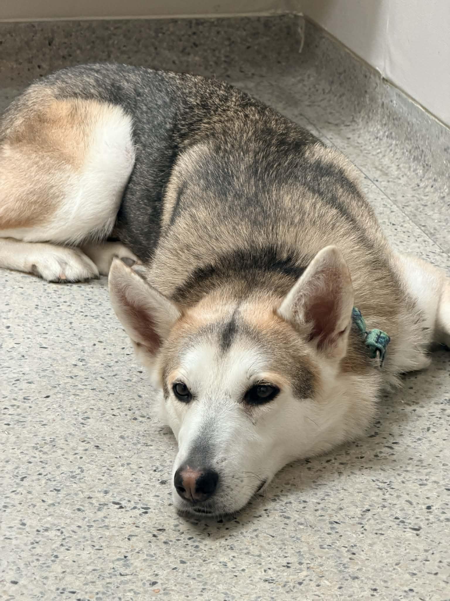 Enlarge Lox *Foster Needed*, a Adoptable Siberian Husky in Carrollton, TX image 1/2