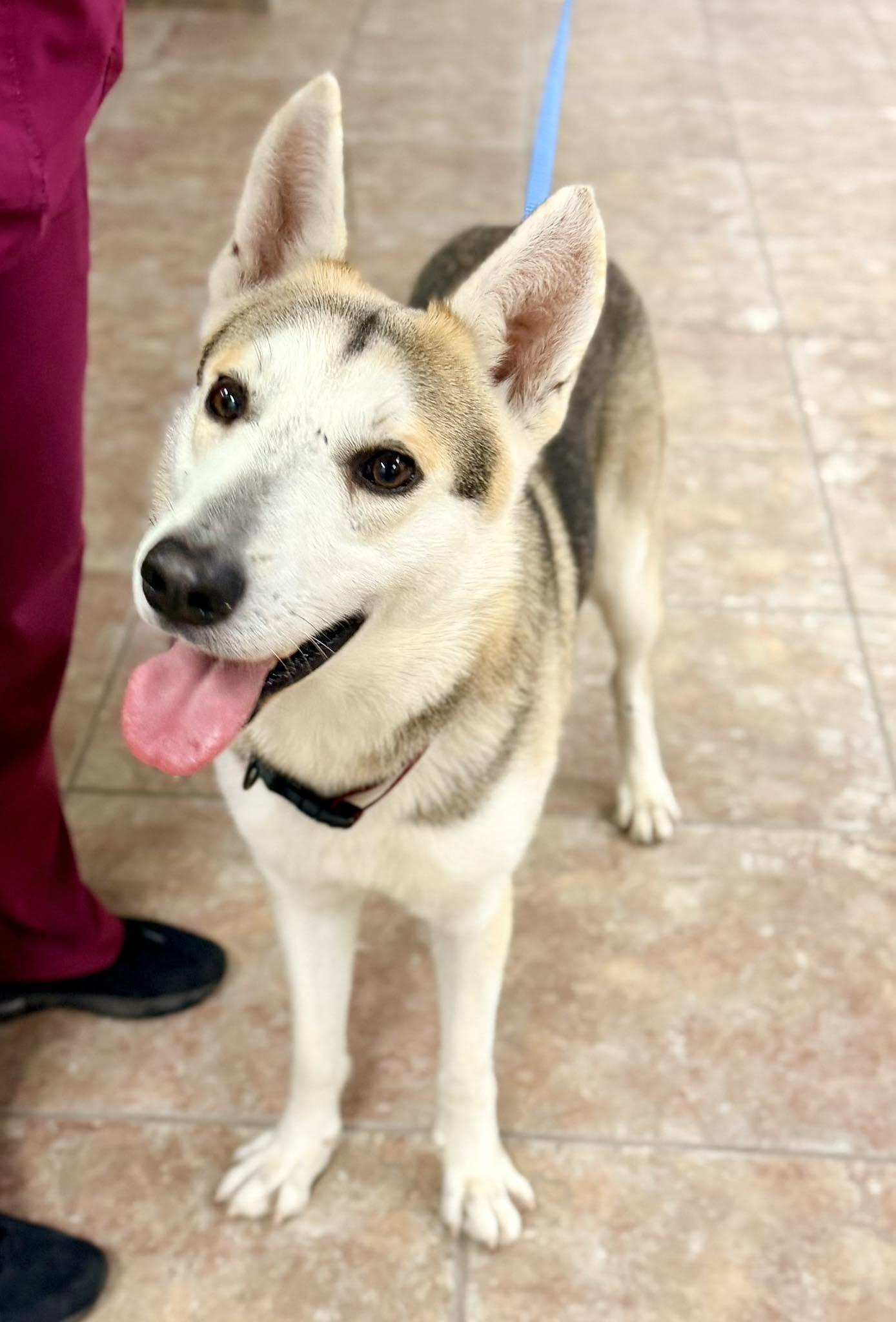 Enlarge Lox *Coming Soon*, a Adoptable Siberian Husky in Carrollton, TX image 1/1