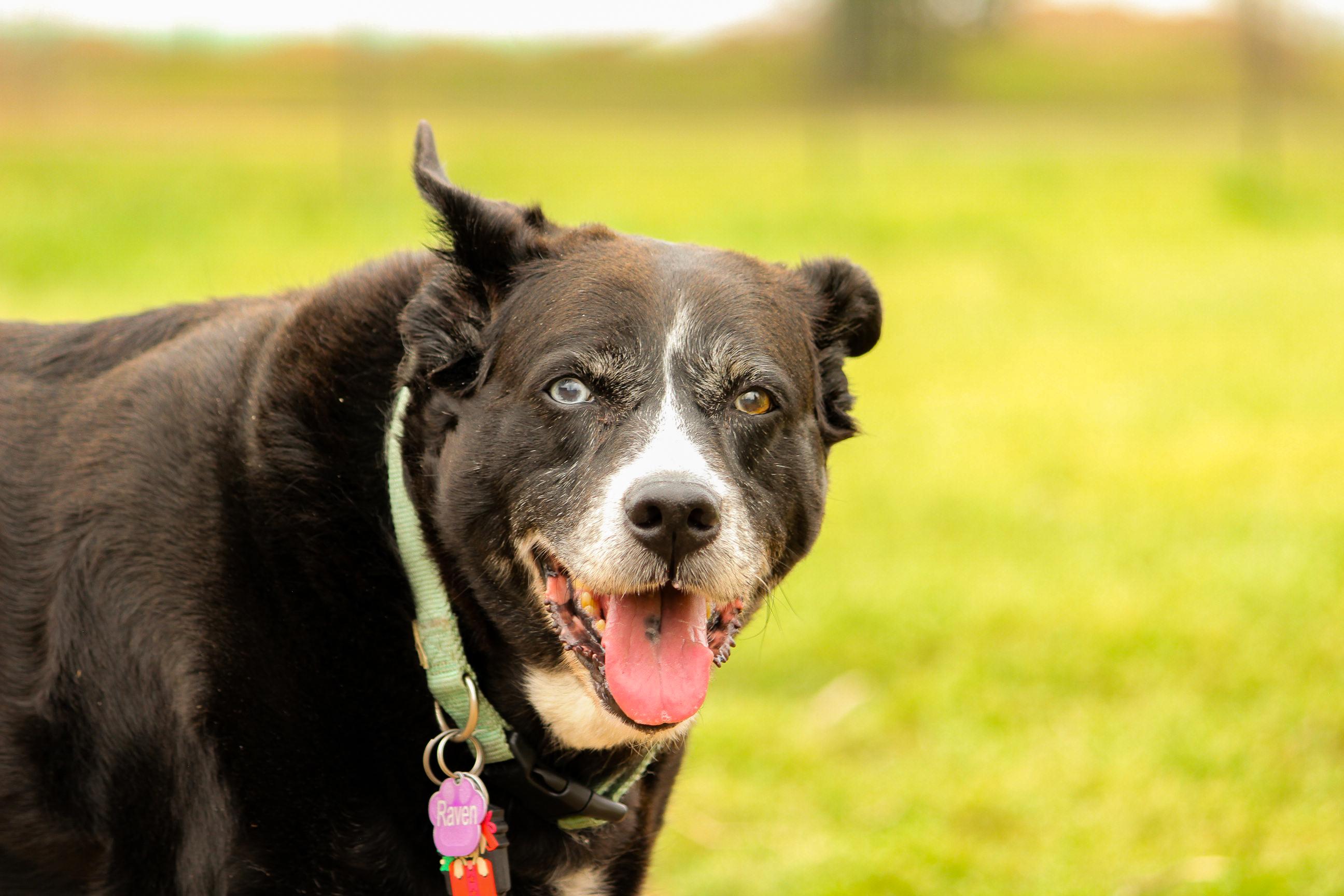 Enlarge Raven, a Adoptable Mixed Breed in Cincinnati, OH image 2/3