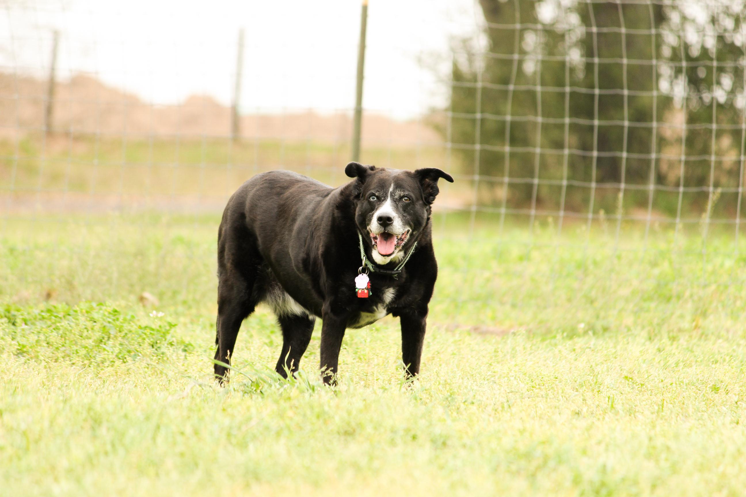 Enlarge Raven, a Adoptable Mixed Breed in Cincinnati, OH image 3/3