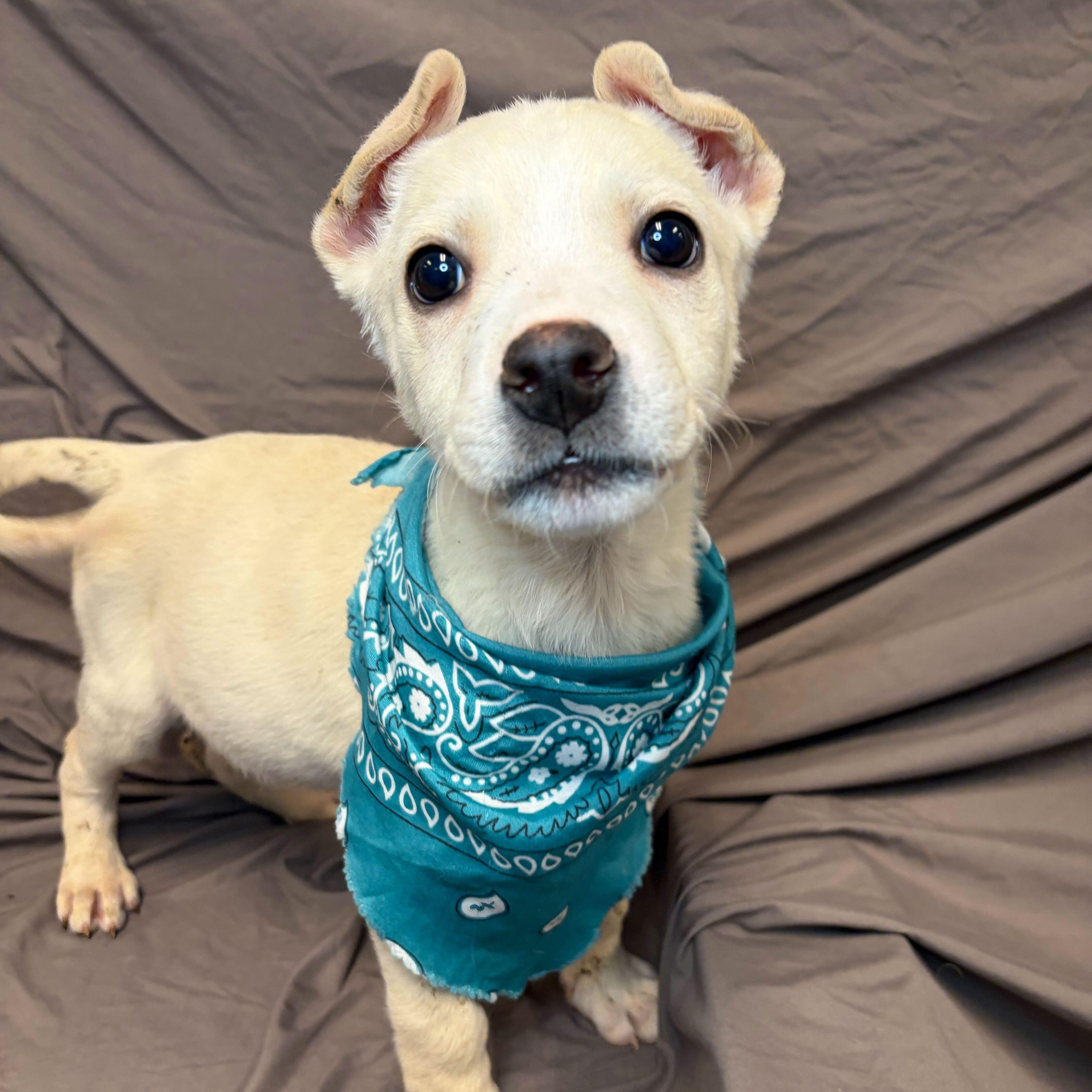 Mike, adoptable, Puppy Male Mixed Breed.