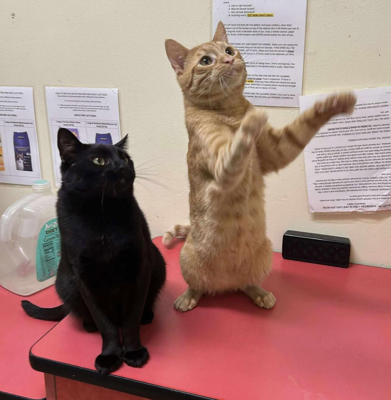 Enlarge PRINCE CHARMING, an adopted mixed breed in HEMET, CA image 3/6