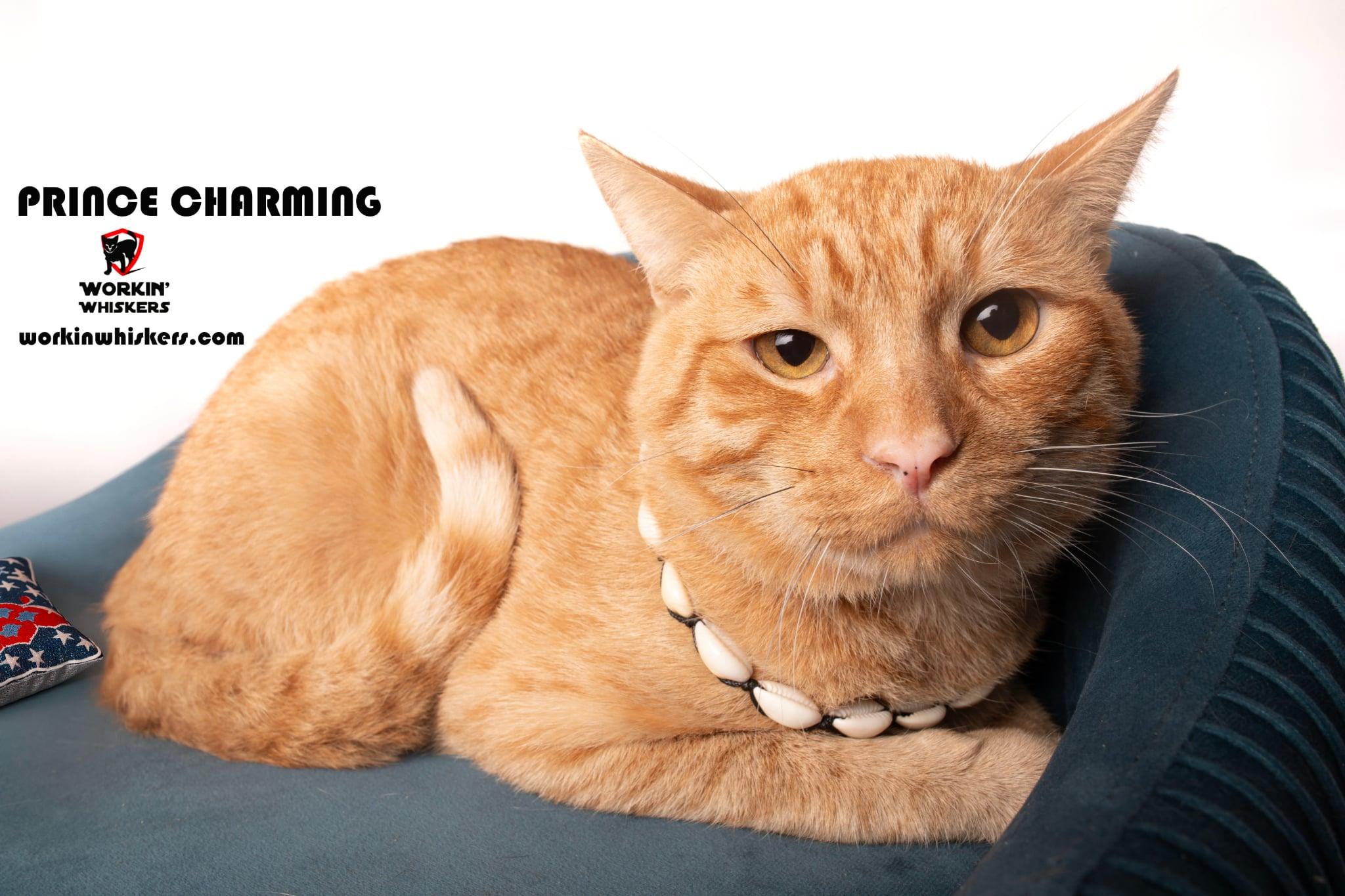 PRINCE CHARMING, adopted, Young Male Tabby & Domestic Short Hair.