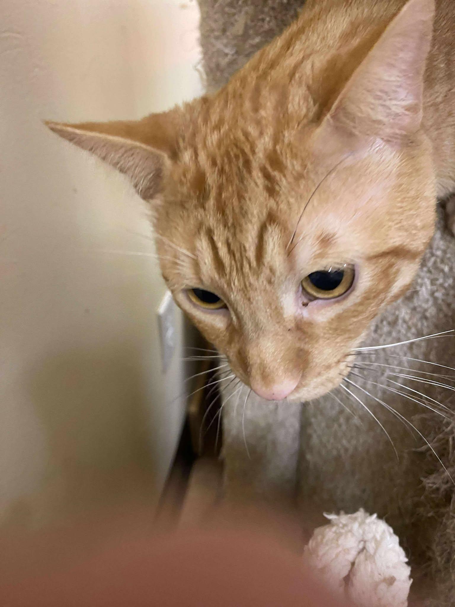 Enlarge PRINCE CHARMING, an adopted mixed breed in HEMET, CA image 5/6