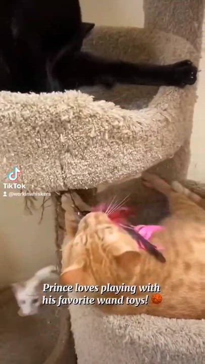 Enlarge PRINCE CHARMING, an adopted mixed breed in HEMET, CA video 6/6