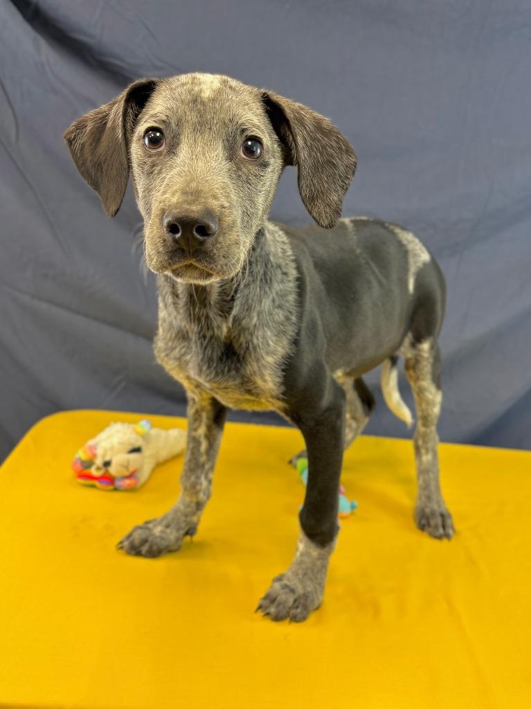 Obsidian, Adoptable, Puppy Male Australian Cattle Dog / Blue Heeler & Terrier.