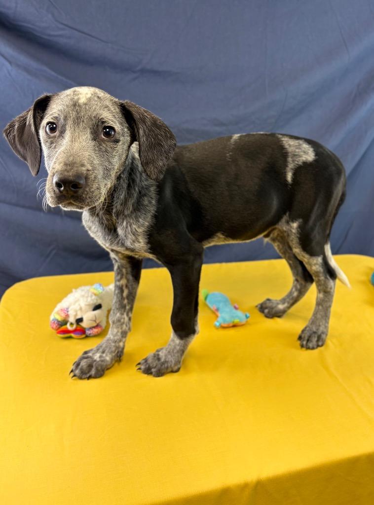 Enlarge Obsidian, a Adoptable mixed breed in Nacogdoches, TX image 2/3