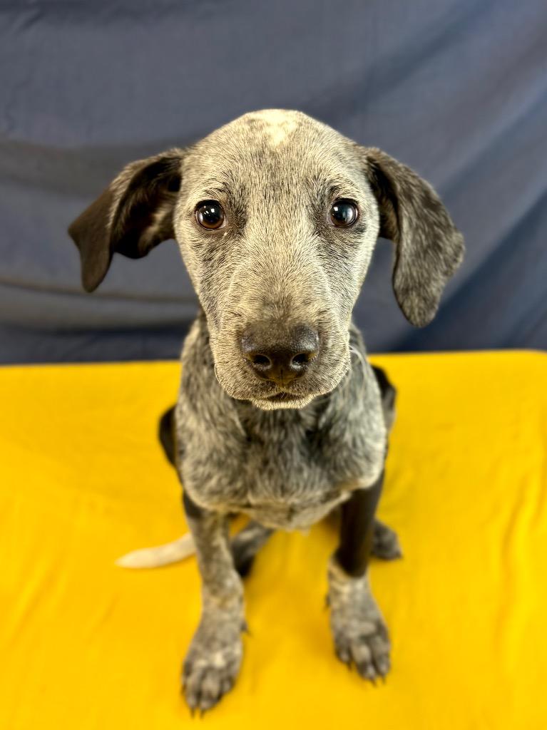 Enlarge Obsidian, a Adoptable mixed breed in Nacogdoches, TX image 3/3