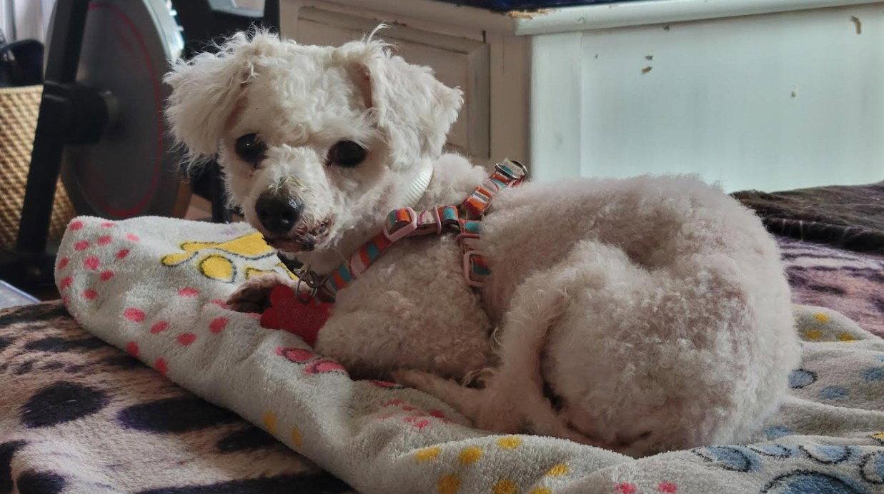 Gretchen, Adopted, Senior Female Maltese & Poodle.