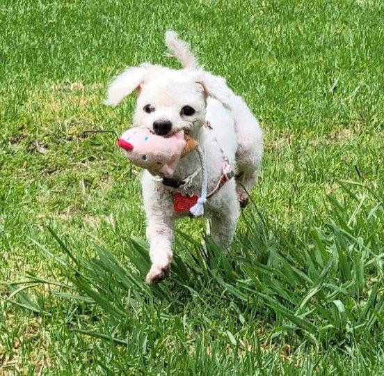 Enlarge Gretchen, a Adopted mixed breed in San Diego, CA image 2/3