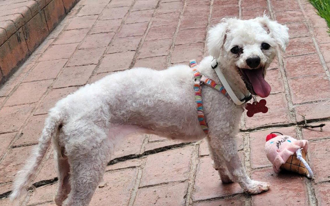 Enlarge Gretchen, a Adopted mixed breed in San Diego, CA image 3/3