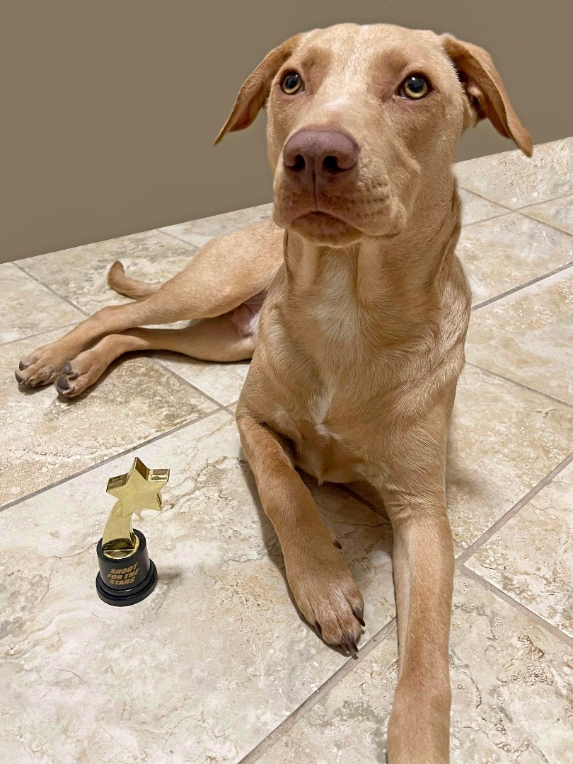 Tycoon, a Adoptable mixed breed in Grand Island , NE image 1/6