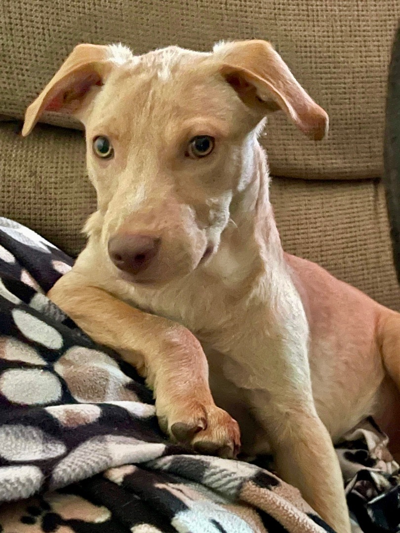 Tycoon, a Adoptable mixed breed in Grand Island , NE image 2/6