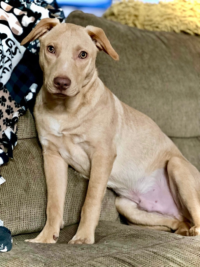 Tycoon, a Adoptable mixed breed in Grand Island , NE image 4/6