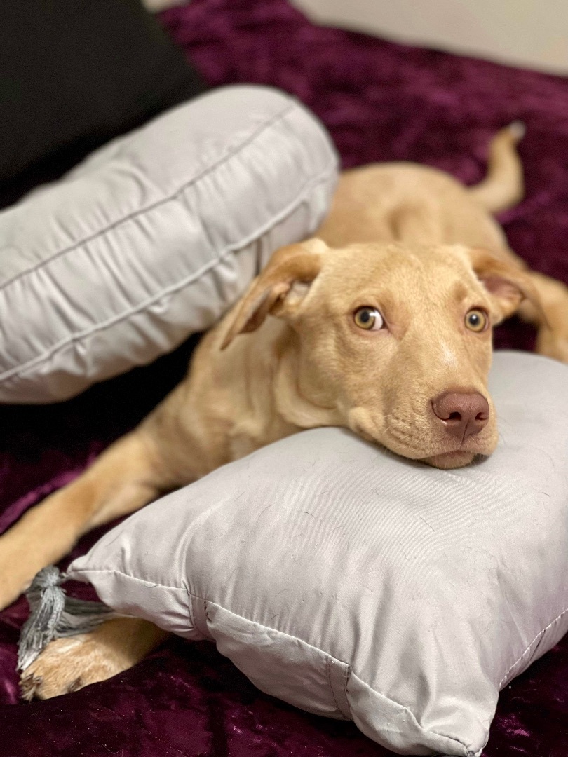 Tycoon, a Adoptable mixed breed in Grand Island , NE image 5/6