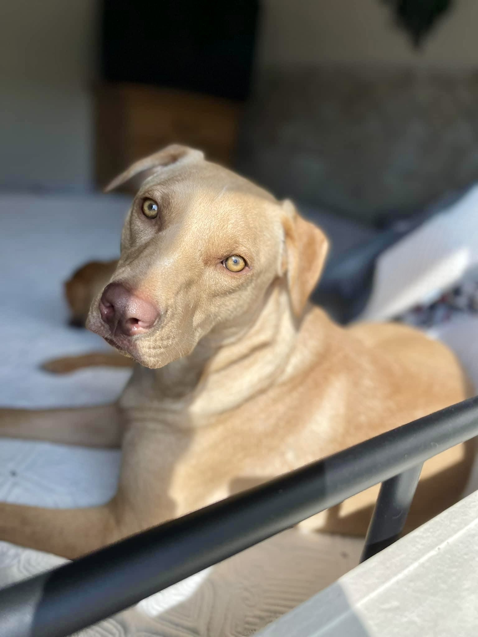 Tycoon, a Adoptable mixed breed in Grand Island , NE image 6/6