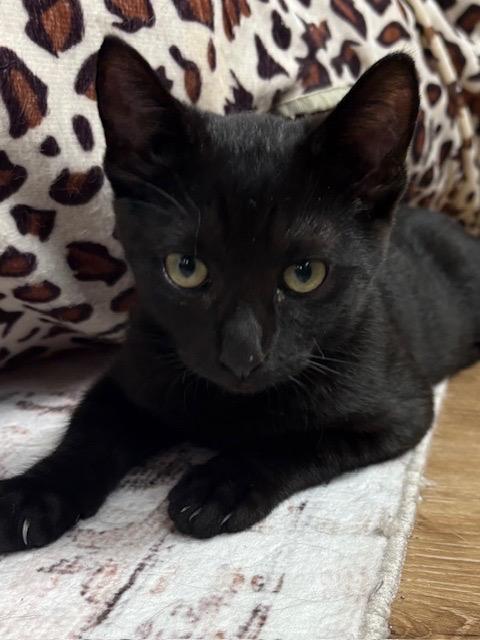 Oliver, Adoptable, Young Male Bombay.