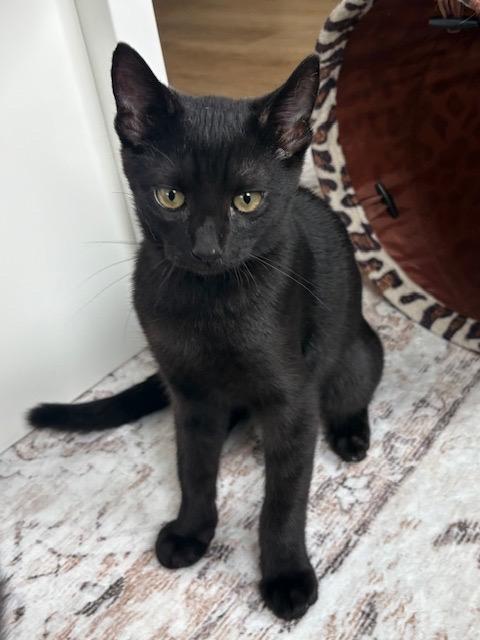 Enlarge Oliver, a Adoptable Bombay in San Juan Capistrano, CA image 2/3