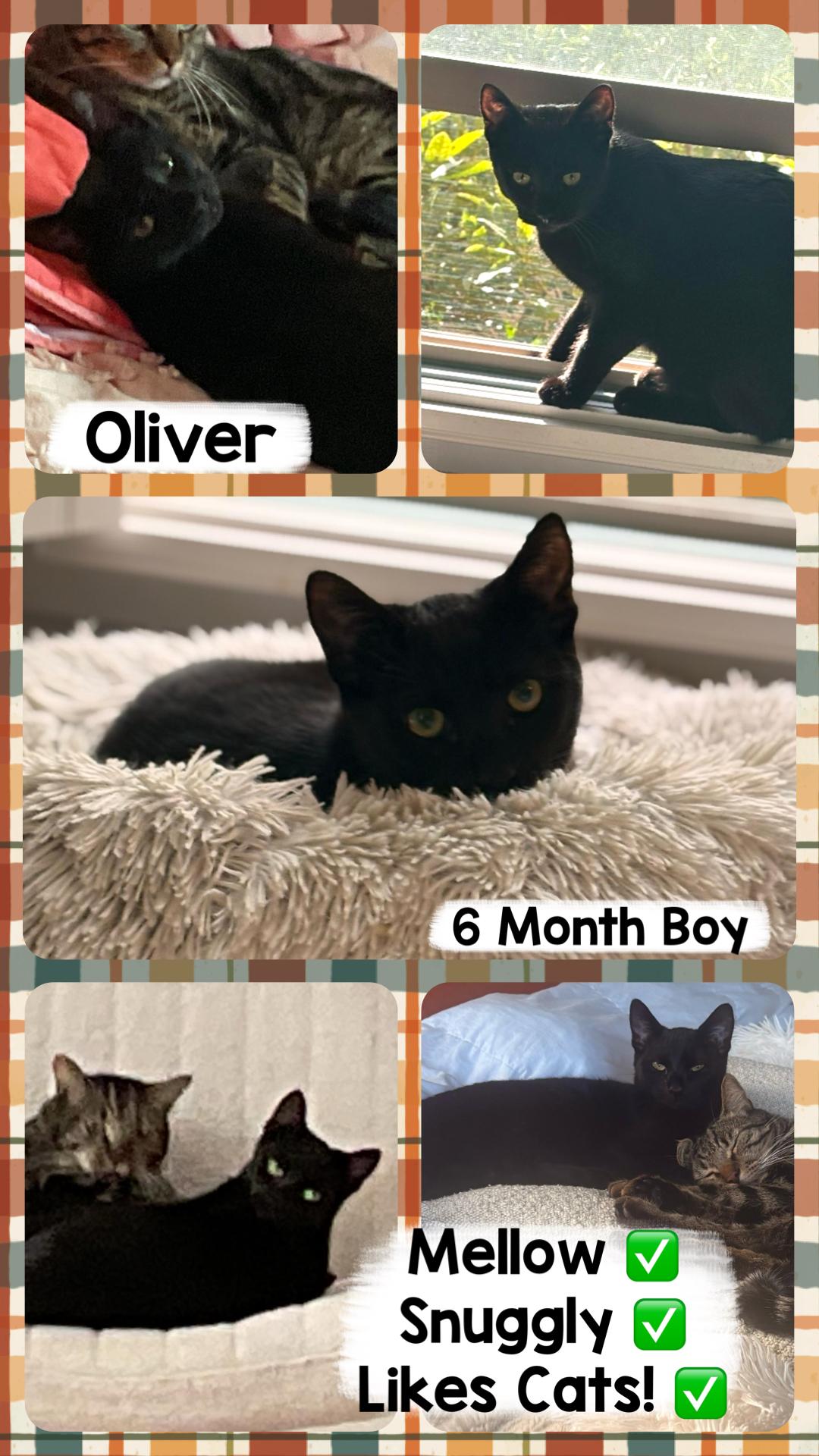 Enlarge Oliver, a Adoptable Bombay in San Juan Capistrano, CA image 3/3