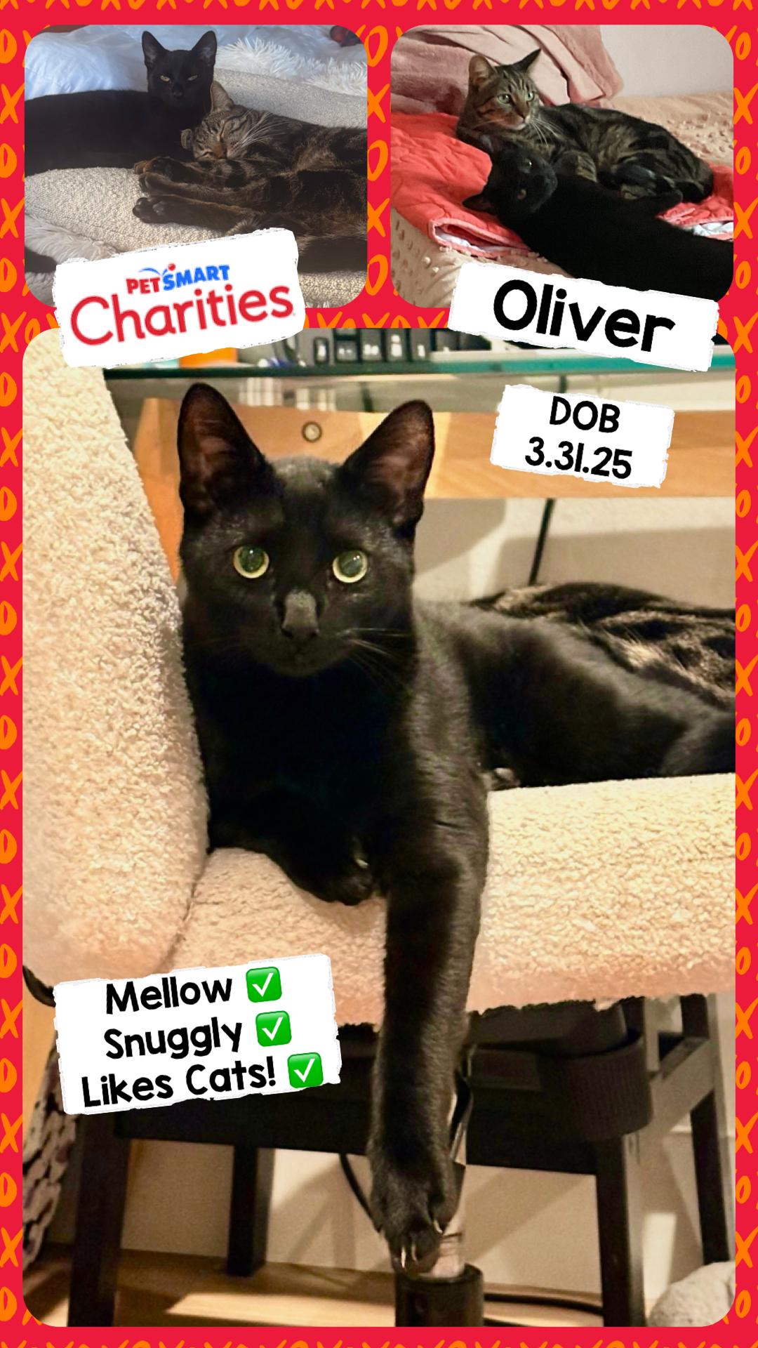 Oliver - cat available for adoption at The Ark of San Juan