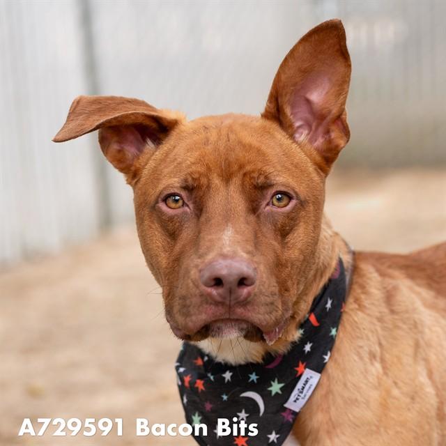 Enlarge BACON BITS, a Adoptable mixed breed in Sacramento, CA image 1/1