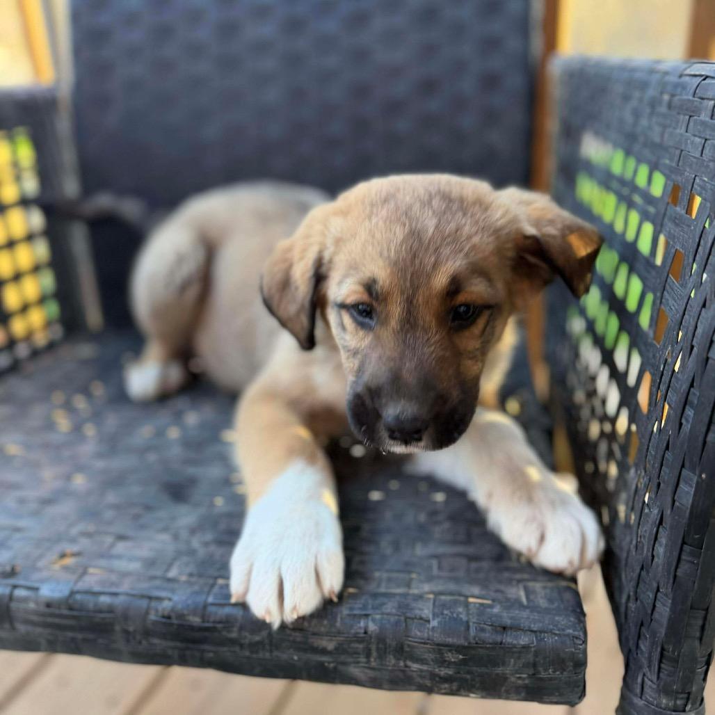 Wren, Adoptable, Puppy Male Shepherd.