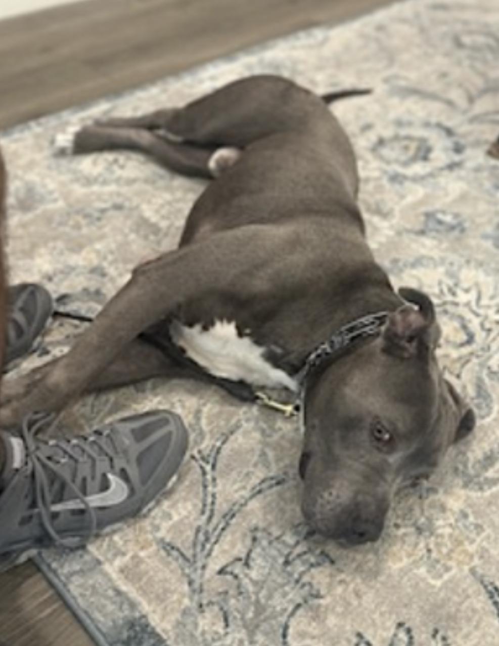 Brady — thumbnail 3