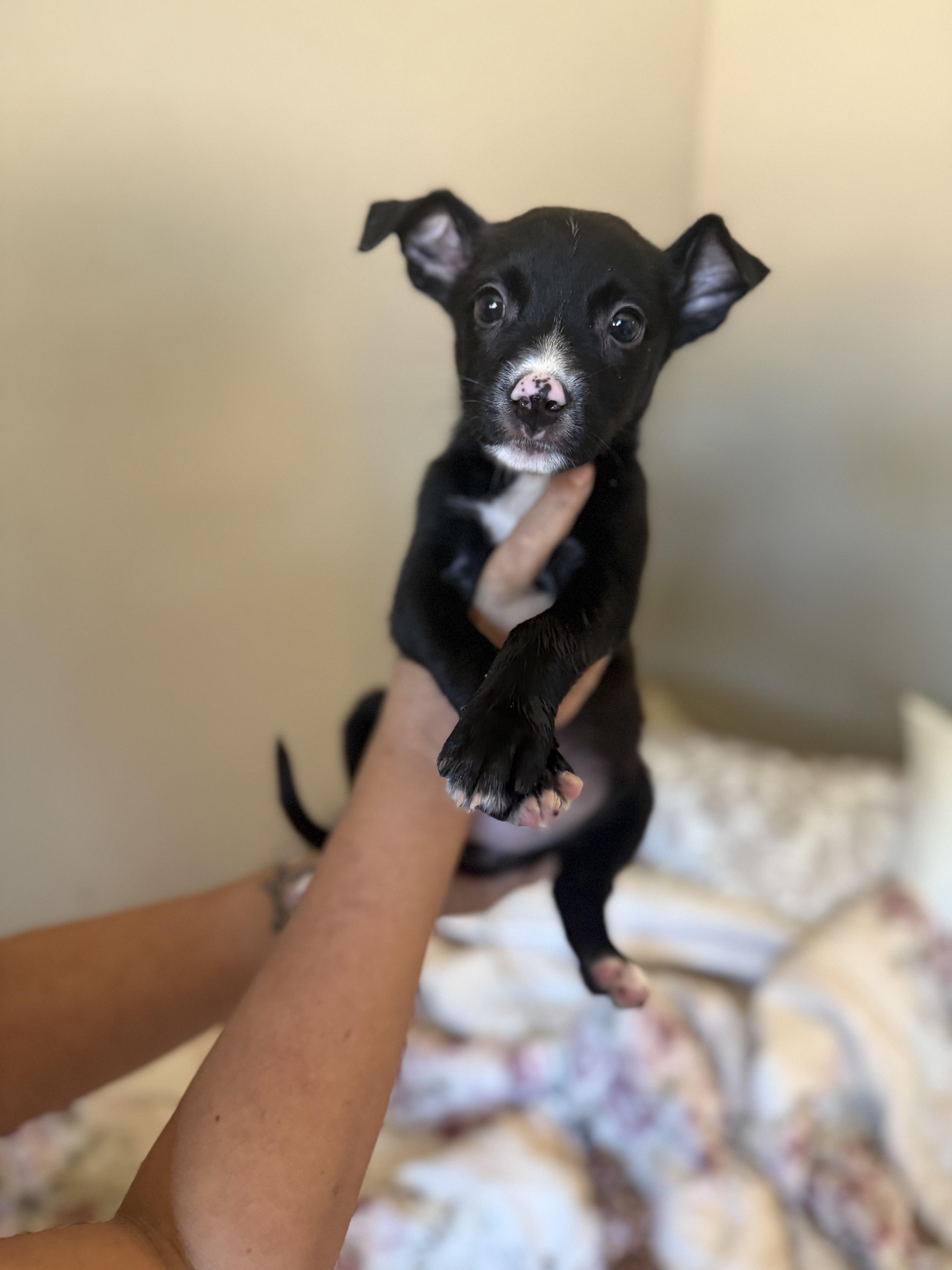 Enlarge Diamond, a Adoptable mixed breed in Buena Park, CA image 2/3