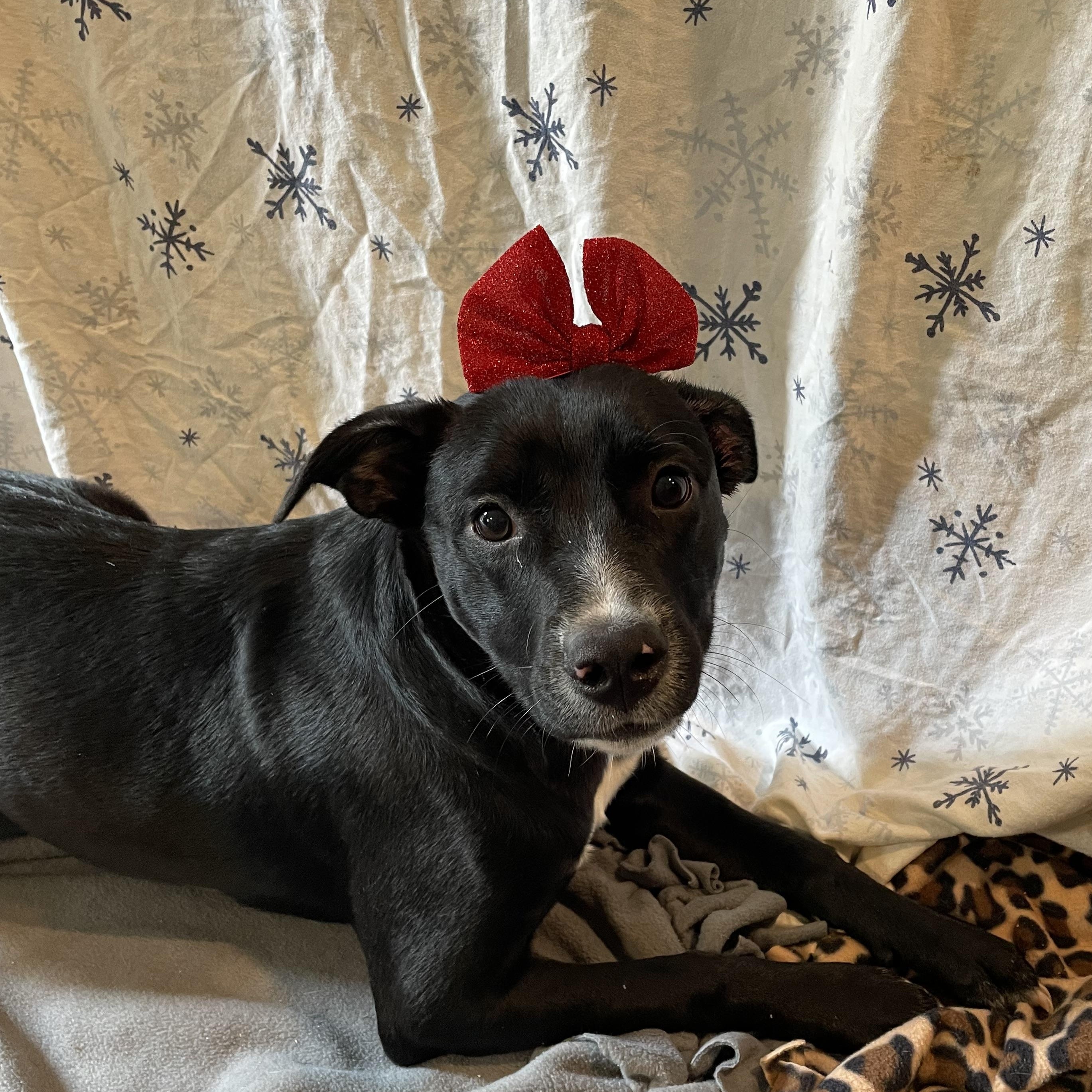 Enlarge Diamond, a Adoptable mixed breed in Buena Park, CA image 1/4