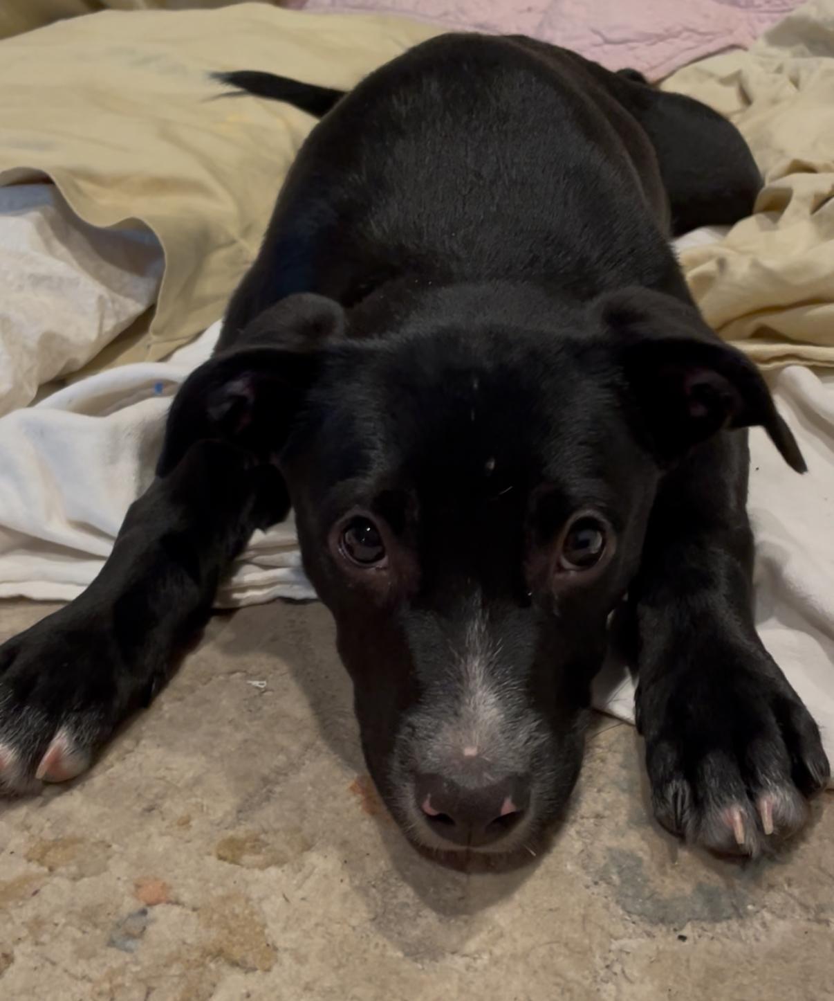 Enlarge Diamond, a Adoptable mixed breed in Buena Park, CA image 1/3