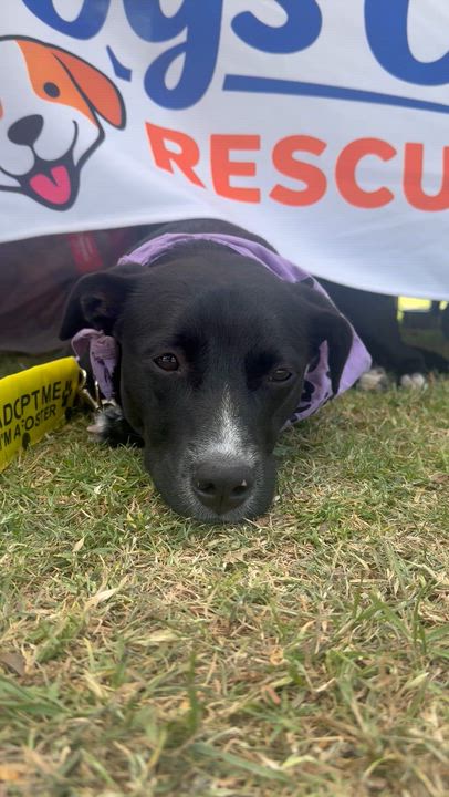 Enlarge Diamond, a Adoptable mixed breed in Buena Park, CA video 2/5