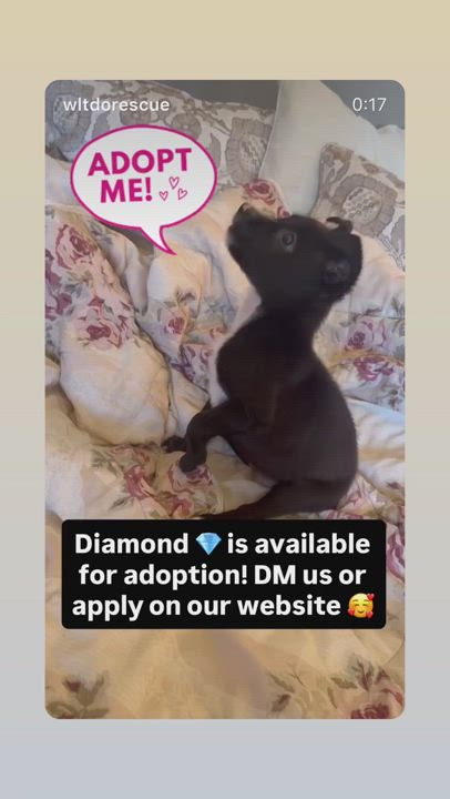 Enlarge Diamond, a Adoptable mixed breed in Buena Park, CA video 3/3