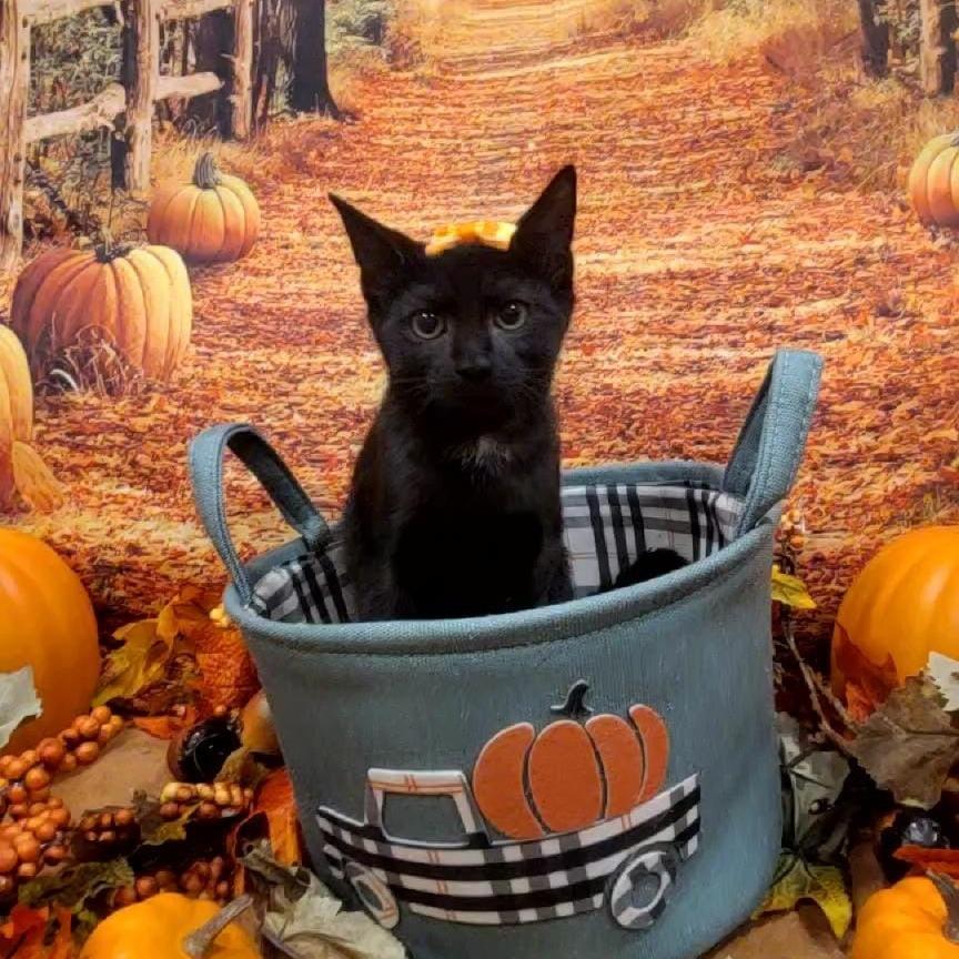 Millie, a Adoptable Domestic Short Hair in Sparks, NV image 1/5