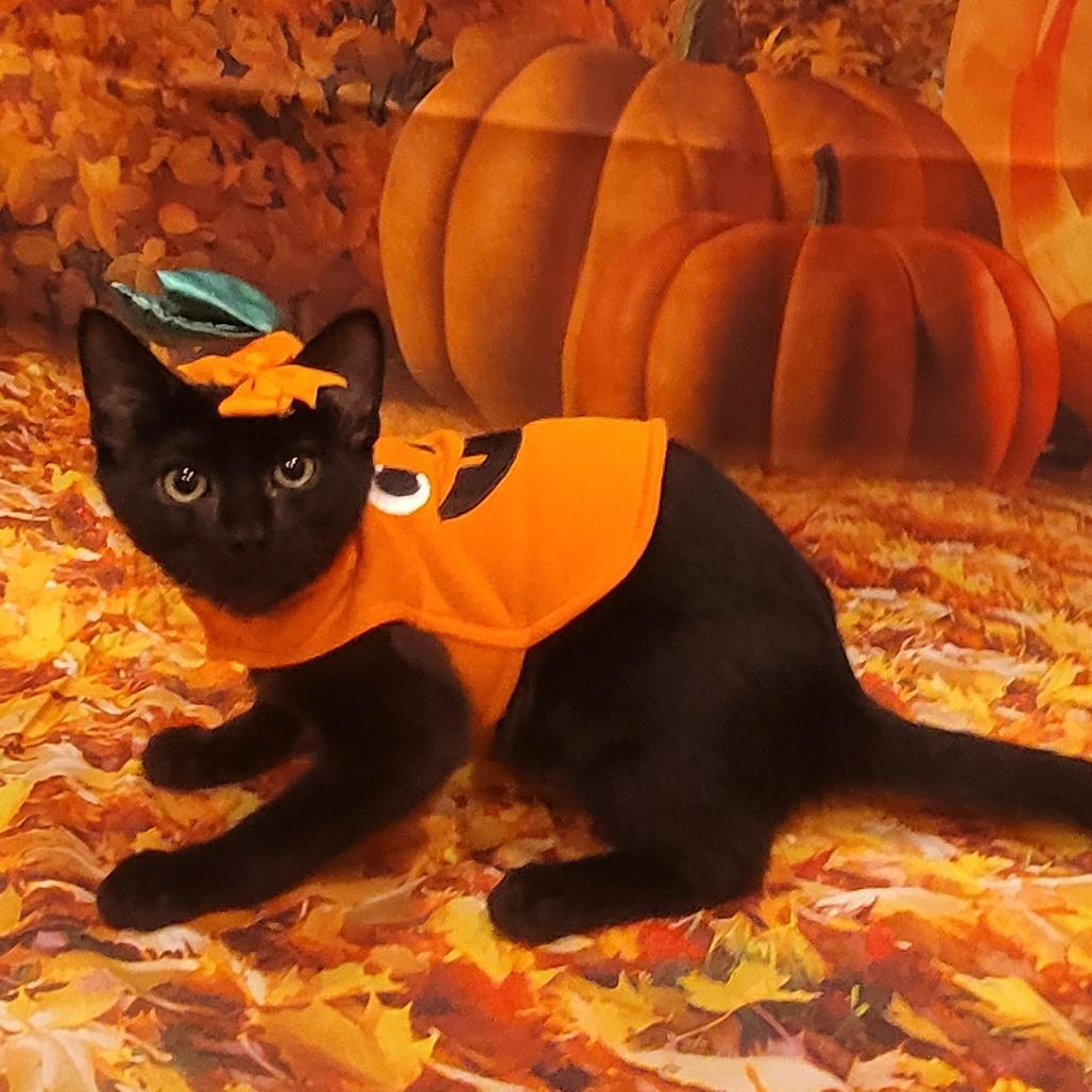 Millie, a Adoptable Domestic Short Hair in Sparks, NV image 2/5