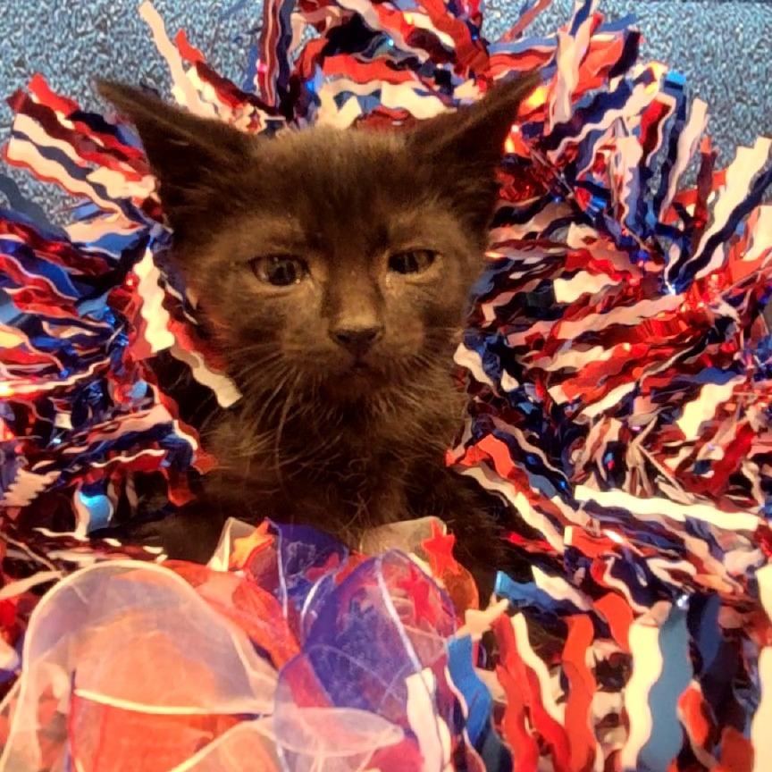 Millie, a Adoptable Domestic Short Hair in Sparks, NV image 3/5