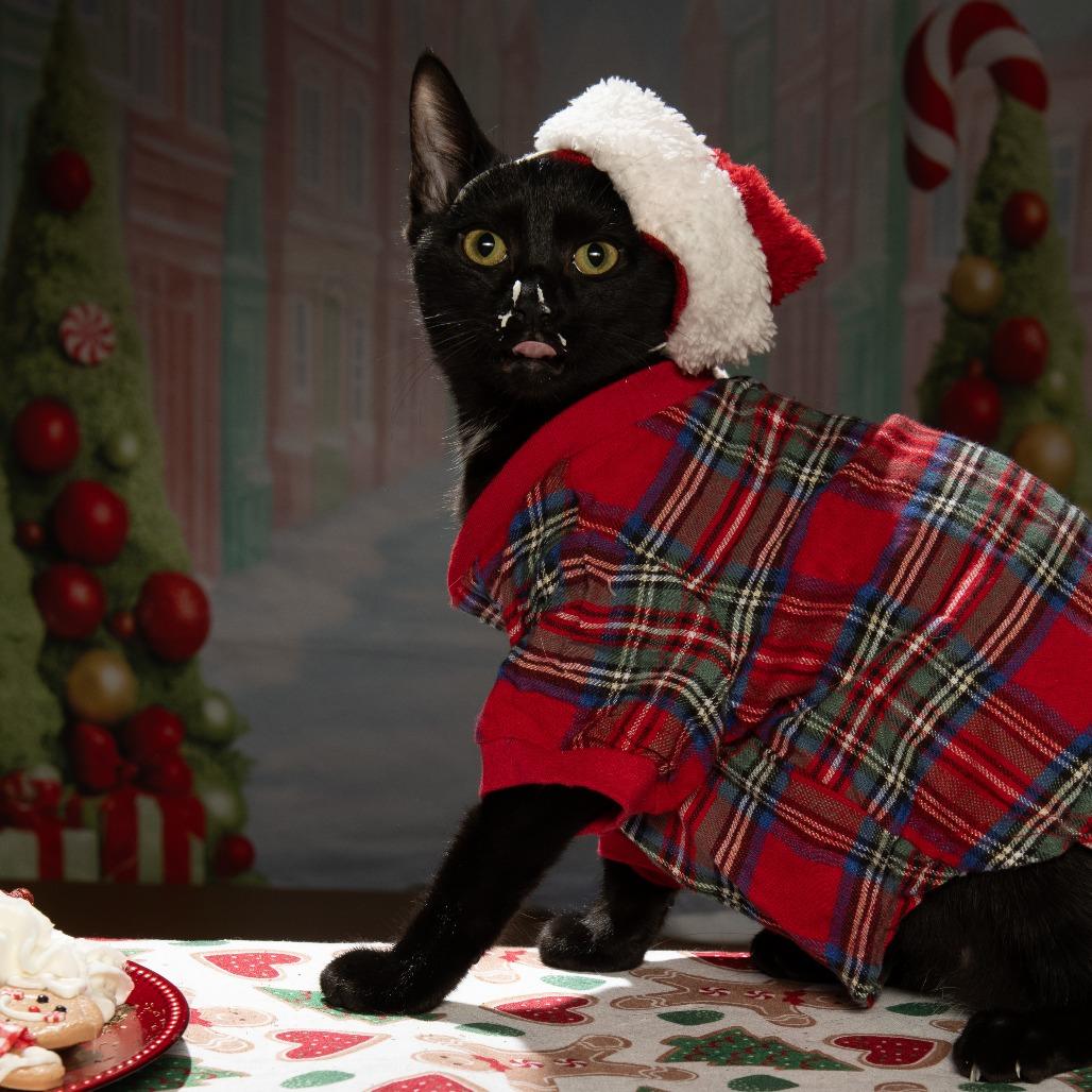 Millie, a Adoptable Domestic Short Hair in Sparks, NV image 4/5