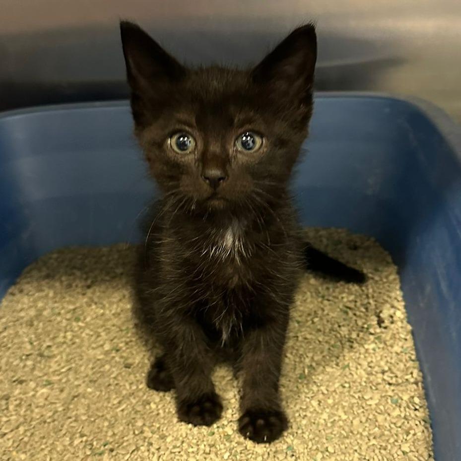 Millie, a Adoptable Domestic Short Hair in Sparks, NV image 5/5