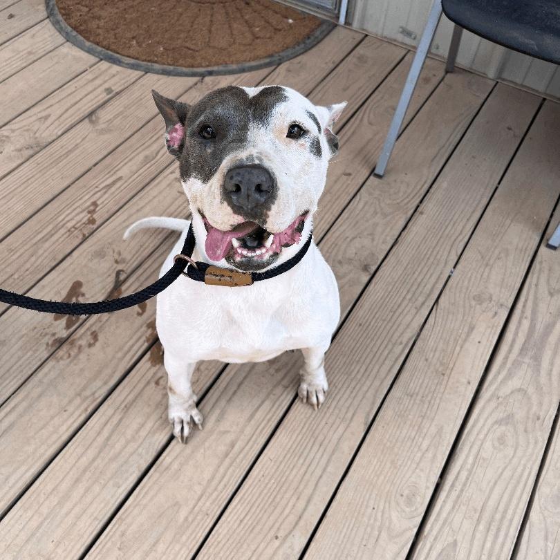 Mona, a Adoptable mixed breed in Willis, TX image 2/5