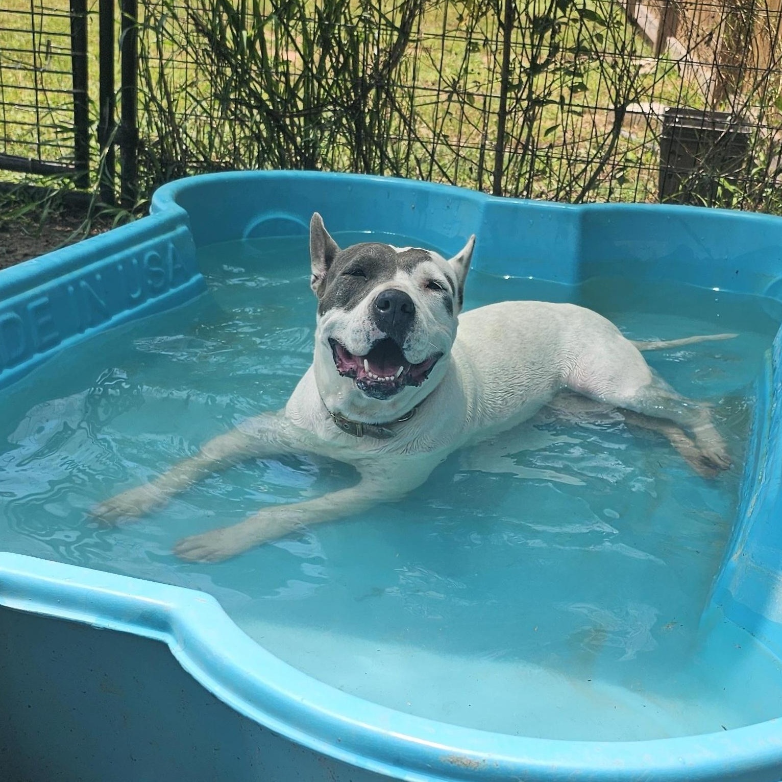 Mona, a Adoptable mixed breed in Willis, TX image 3/5