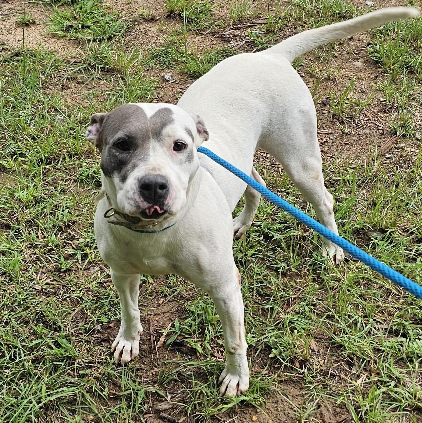 Mona, a Adoptable mixed breed in Willis, TX image 4/5