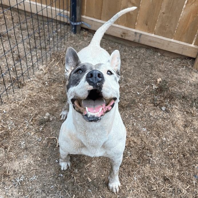 Mona, Adoptable, Adult Female Bull Terrier & Australian Cattle Dog / Blue Heeler.